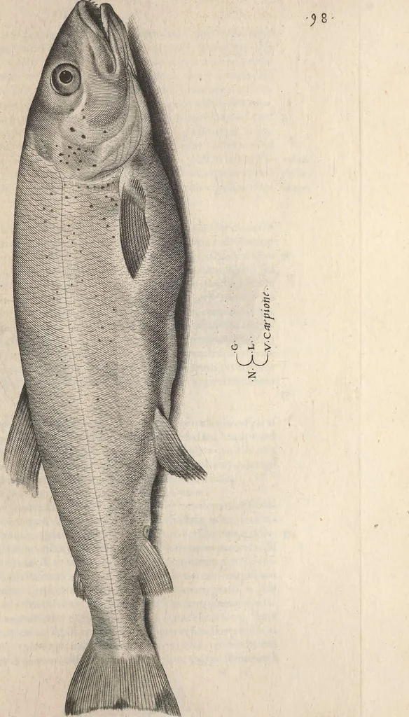 An illustration from Aquatilium animalium historiae, liber primus : cum eorumdem formis, aere excusis, 1554, leaf 214