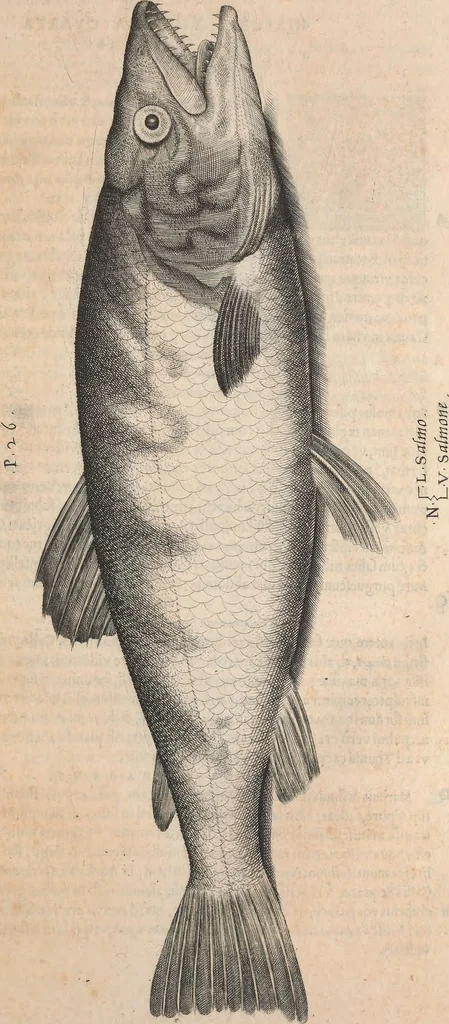 An illustration from Aquatilium animalium historiae, liber primus : cum eorumdem formis, aere excusis, 1554, leaf 218