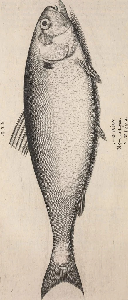 An illustration from Aquatilium animalium historiae, liber primus : cum eorumdem formis, aere excusis, 1554, leaf 225
