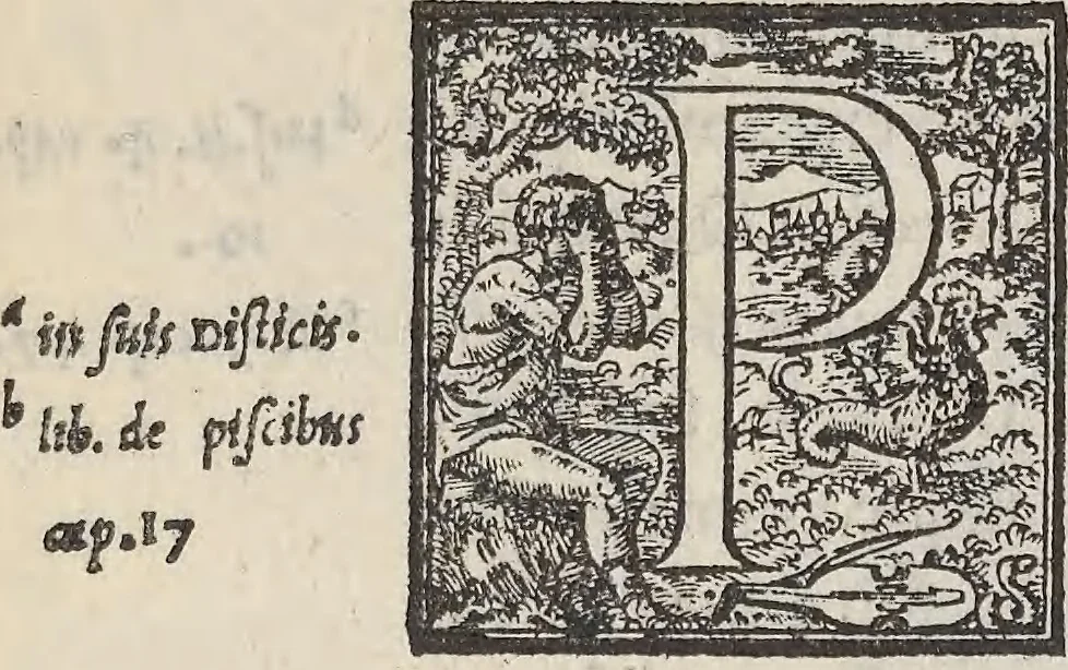 An illustration from Aquatilium animalium historiae, liber primus : cum eorumdem formis, aere excusis, 1554, leaf 230