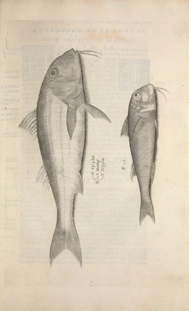 An illustration from Aquatilium animalium historiae, liber primus : cum eorumdem formis, aere excusis, 1554, leaf 232