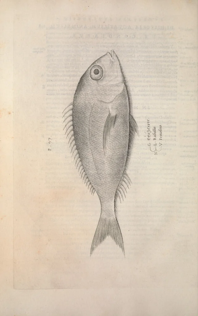 An illustration from Aquatilium animalium historiae, liber primus : cum eorumdem formis, aere excusis, 1554, leaf 239
