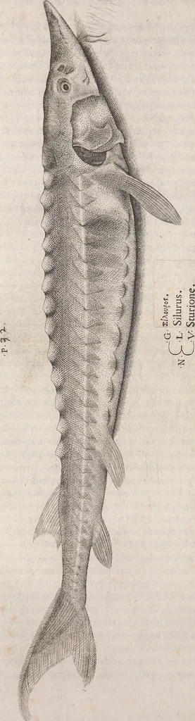 An illustration from Aquatilium animalium historiae, liber primus : cum eorumdem formis, aere excusis, 1554, leaf 243
