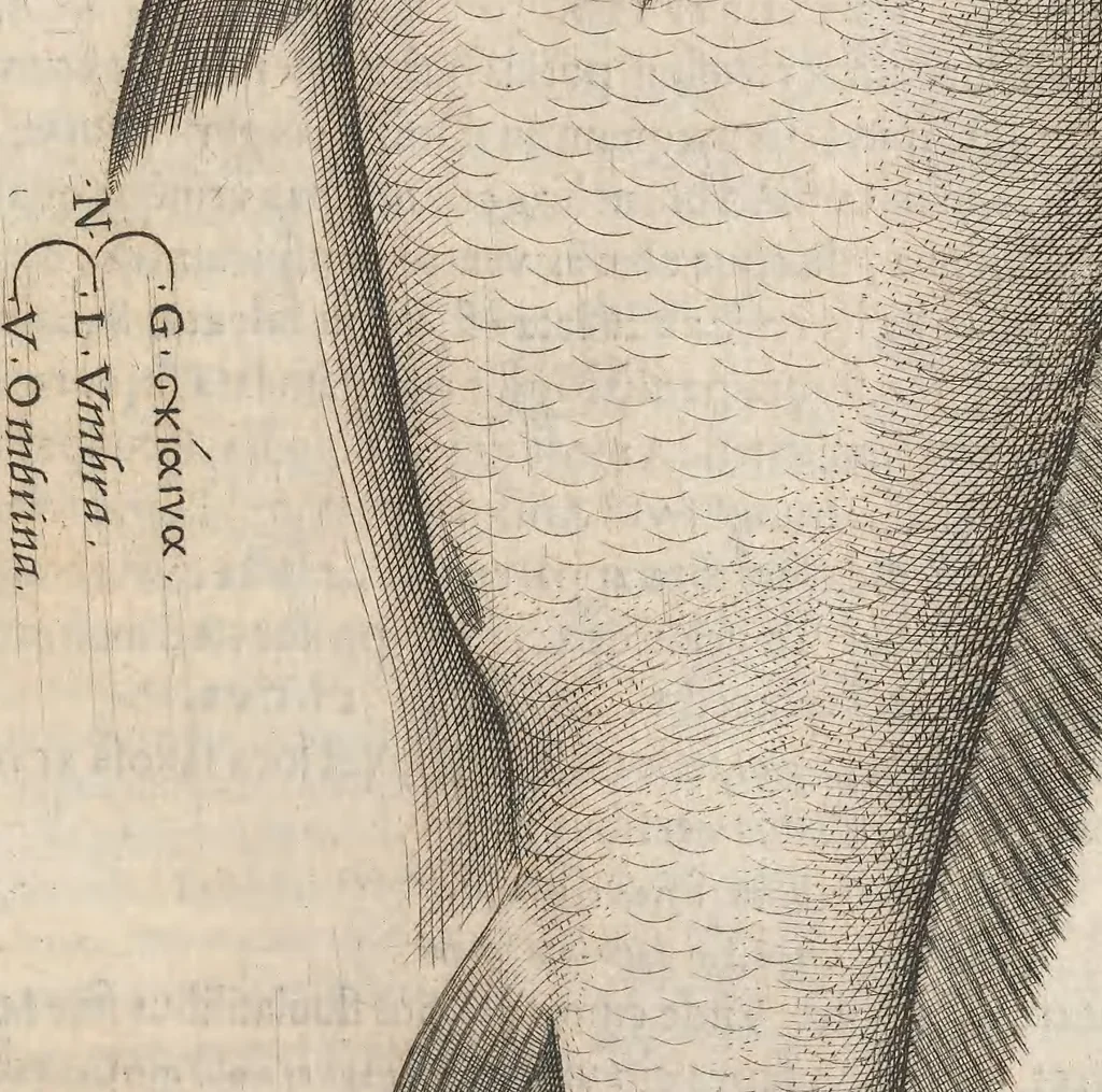 An illustration from Aquatilium animalium historiae, liber primus : cum eorumdem formis, aere excusis, 1554, leaf 248