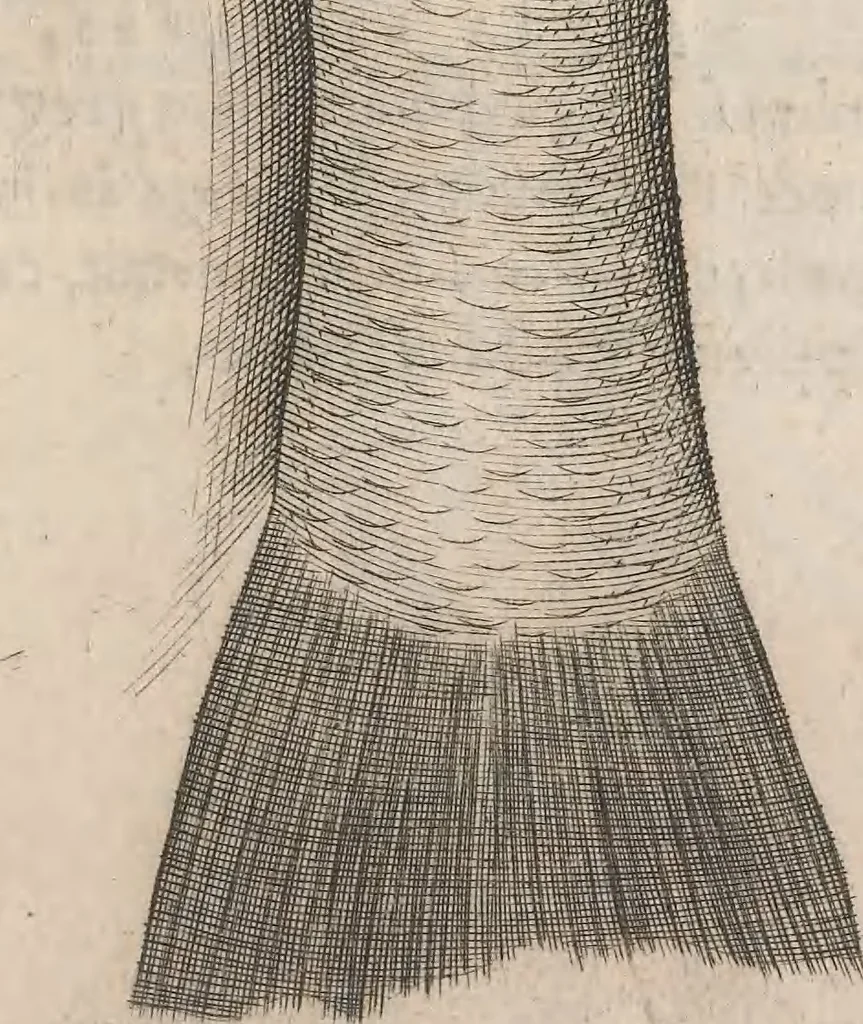 An illustration from Aquatilium animalium historiae, liber primus : cum eorumdem formis, aere excusis, 1554, leaf 248