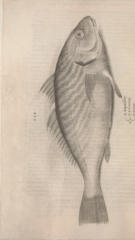 An illustration from Aquatilium animalium historiae, liber primus : cum eorumdem formis, aere excusis, 1554, leaf 251
