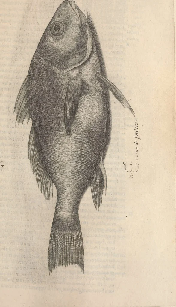 An illustration from Aquatilium animalium historiae, liber primus : cum eorumdem formis, aere excusis, 1554, leaf 252