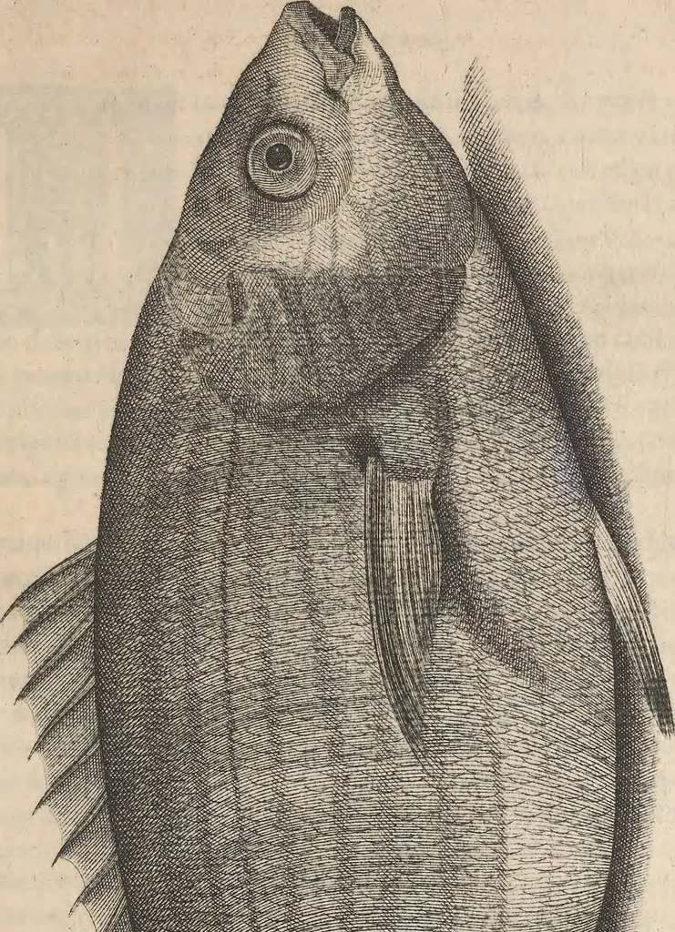 An illustration from Aquatilium animalium historiae, liber primus : cum eorumdem formis, aere excusis, 1554, leaf 256