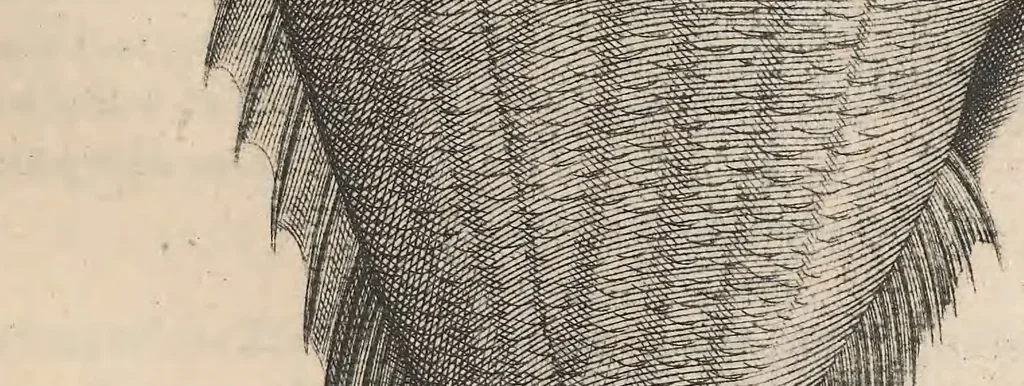 An illustration from Aquatilium animalium historiae, liber primus : cum eorumdem formis, aere excusis, 1554, leaf 256