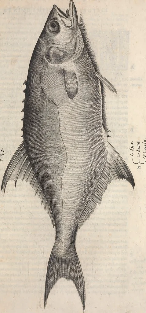 An illustration from Aquatilium animalium historiae, liber primus : cum eorumdem formis, aere excusis, 1554, leaf 260