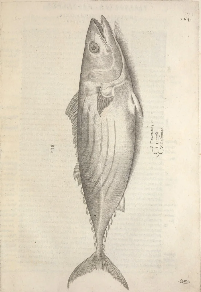 An illustration from Aquatilium animalium historiae, liber primus : cum eorumdem formis, aere excusis, 1554, leaf 264