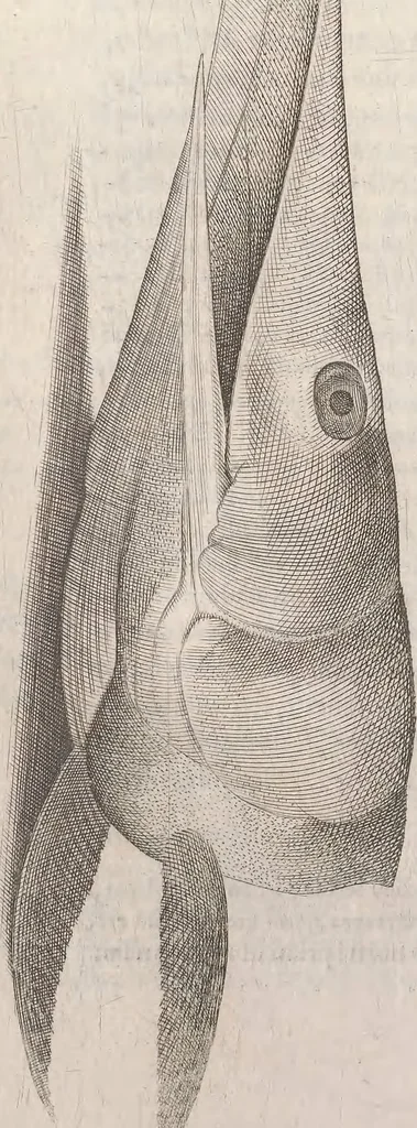 An illustration from Aquatilium animalium historiae, liber primus : cum eorumdem formis, aere excusis, 1554, leaf 271