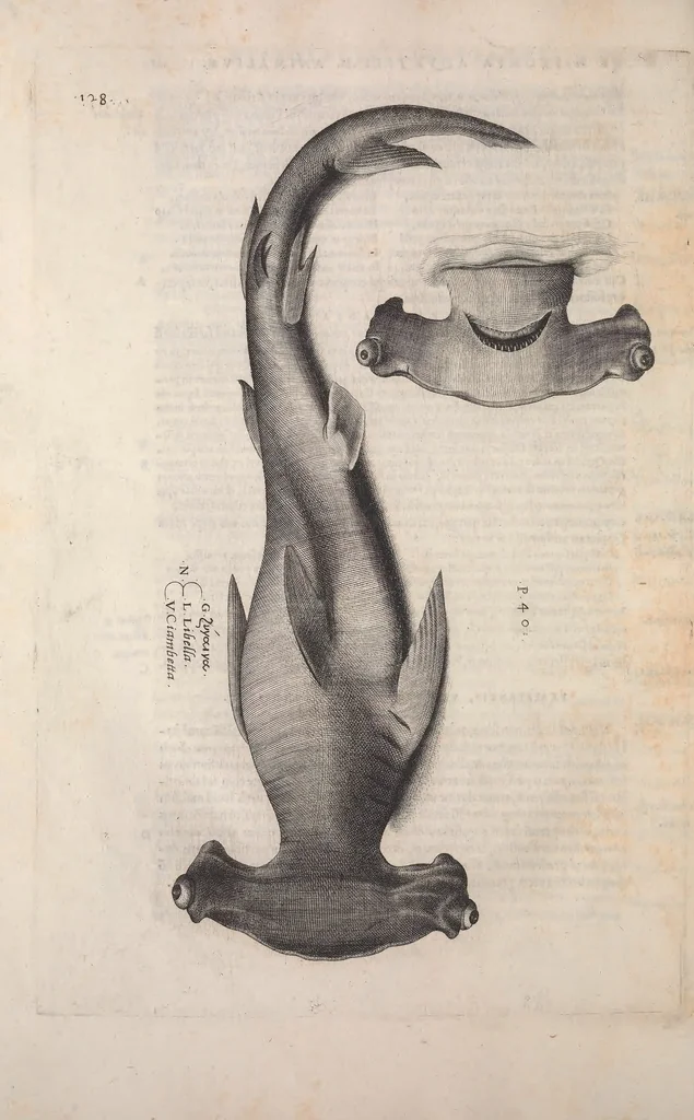 An illustration from Aquatilium animalium historiae, liber primus : cum eorumdem formis, aere excusis, 1554, leaf 275
