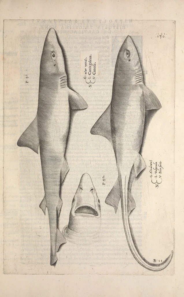 An illustration from Aquatilium animalium historiae, liber primus : cum eorumdem formis, aere excusis, 1554, leaf 278
