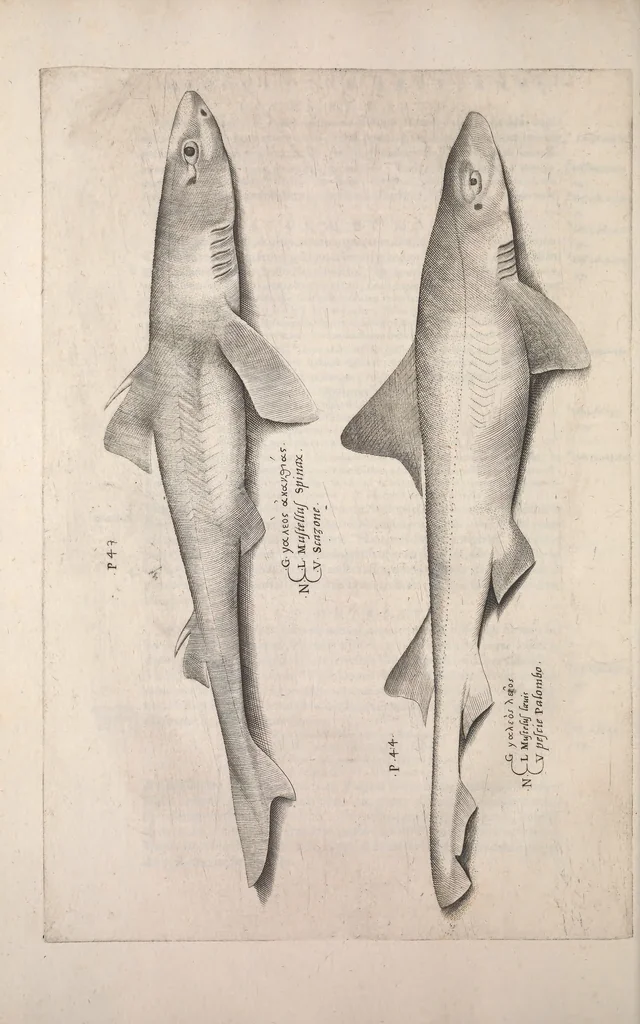 An illustration from Aquatilium animalium historiae, liber primus : cum eorumdem formis, aere excusis, 1554, leaf 289