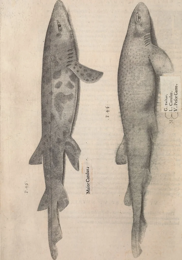 An illustration from Aquatilium animalium historiae, liber primus : cum eorumdem formis, aere excusis, 1554, leaf 293