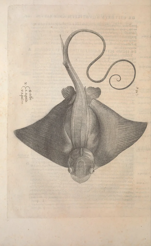 An illustration from Aquatilium animalium historiae, liber primus : cum eorumdem formis, aere excusis, 1554, leaf 311