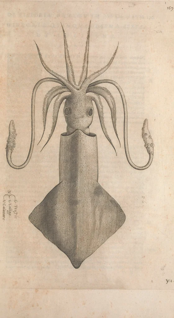 An illustration from Aquatilium animalium historiae, liber primus : cum eorumdem formis, aere excusis, 1554, leaf 356