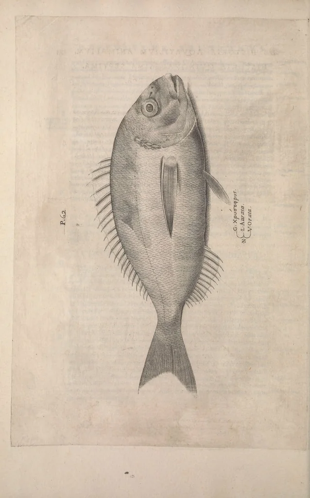 An illustration from Aquatilium animalium historiae, liber primus : cum eorumdem formis, aere excusis, 1554, leaf 367