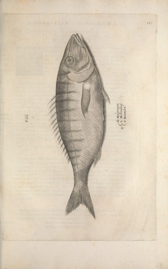 An illustration from Aquatilium animalium historiae, liber primus : cum eorumdem formis, aere excusis, 1554, leaf 384