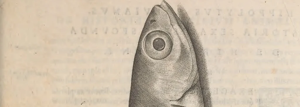 An illustration from Aquatilium animalium historiae, liber primus : cum eorumdem formis, aere excusis, 1554, leaf 388