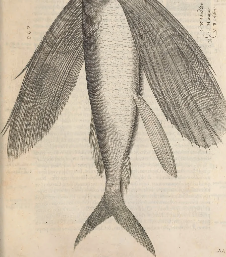 An illustration from Aquatilium animalium historiae, liber primus : cum eorumdem formis, aere excusis, 1554, leaf 388
