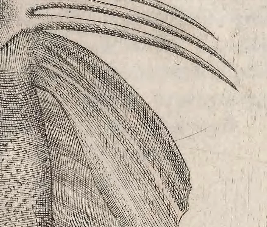 An illustration from Aquatilium animalium historiae, liber primus : cum eorumdem formis, aere excusis, 1554, leaf 399