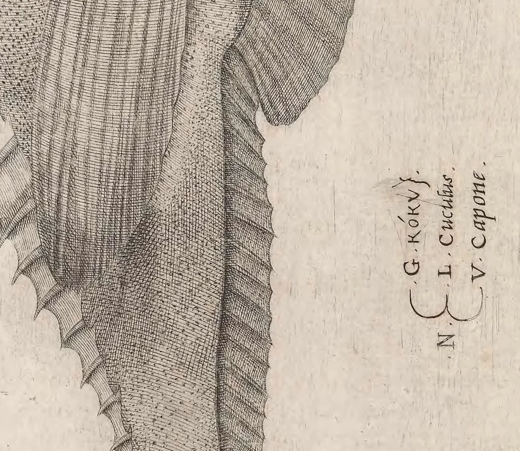 An illustration from Aquatilium animalium historiae, liber primus : cum eorumdem formis, aere excusis, 1554, leaf 399