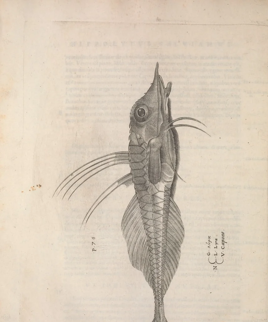 An illustration from Aquatilium animalium historiae, liber primus : cum eorumdem formis, aere excusis, 1554, leaf 403