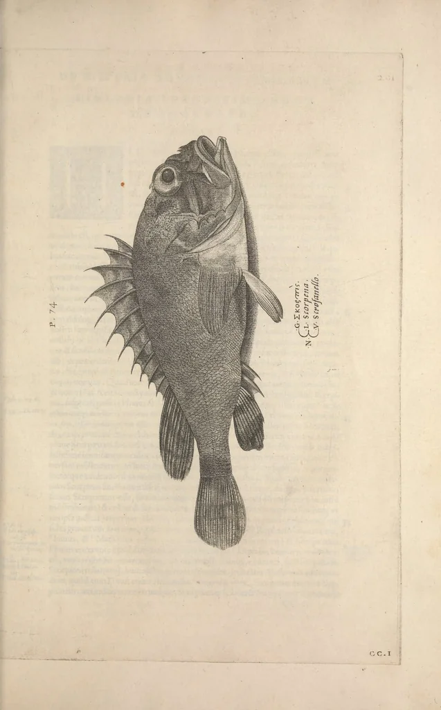 An illustration from Aquatilium animalium historiae, liber primus : cum eorumdem formis, aere excusis, 1554, leaf 420