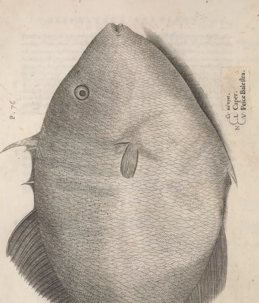 An illustration from Aquatilium animalium historiae, liber primus : cum eorumdem formis, aere excusis, 1554, leaf 431