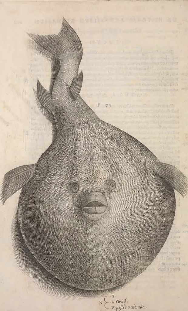 An illustration from Aquatilium animalium historiae, liber primus : cum eorumdem formis, aere excusis, 1554, leaf 435