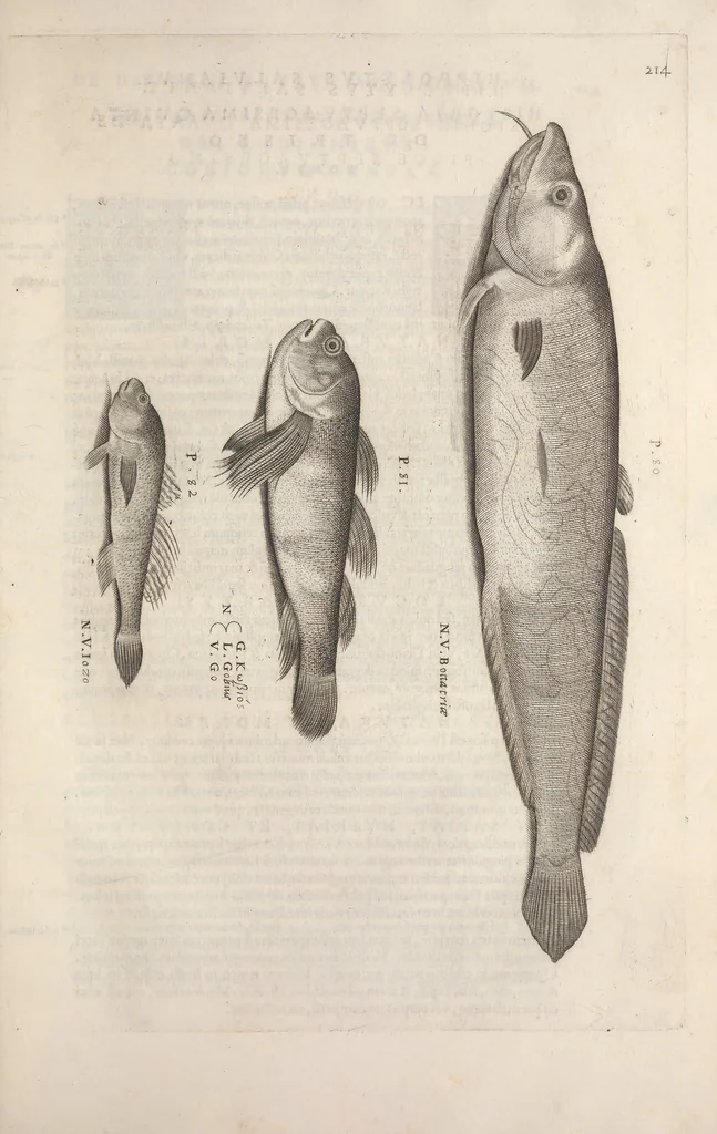 An illustration from Aquatilium animalium historiae, liber primus : cum eorumdem formis, aere excusis, 1554, leaf 444