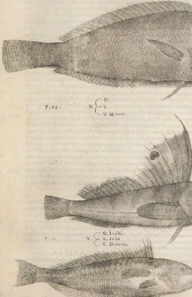 An illustration from Aquatilium animalium historiae, liber primus : cum eorumdem formis, aere excusis, 1554, leaf 452