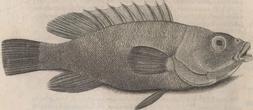 An illustration from Aquatilium animalium historiae, liber primus : cum eorumdem formis, aere excusis, 1554, leaf 459