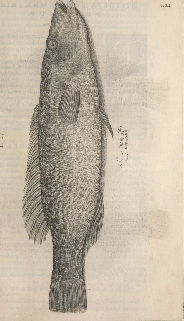An illustration from Aquatilium animalium historiae, liber primus : cum eorumdem formis, aere excusis, 1554, leaf 460