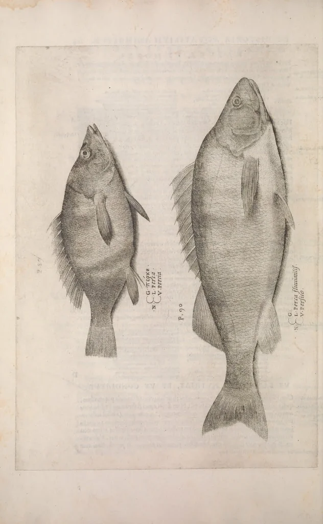 An illustration from Aquatilium animalium historiae, liber primus : cum eorumdem formis, aere excusis, 1554, leaf 467