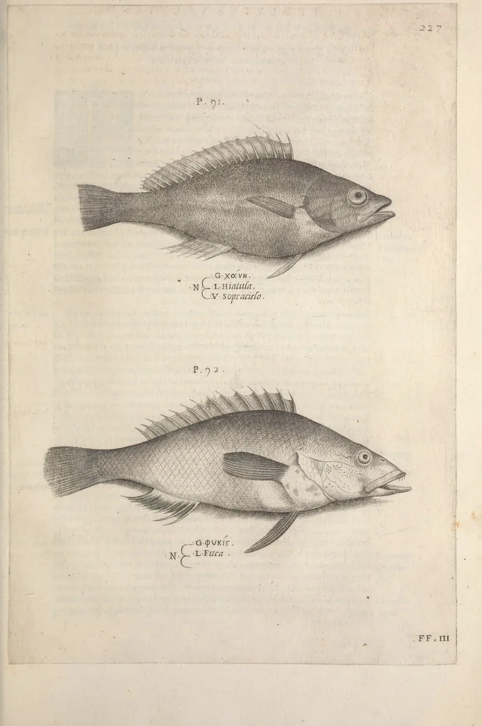 An illustration from Aquatilium animalium historiae, liber primus : cum eorumdem formis, aere excusis, 1554, leaf 472