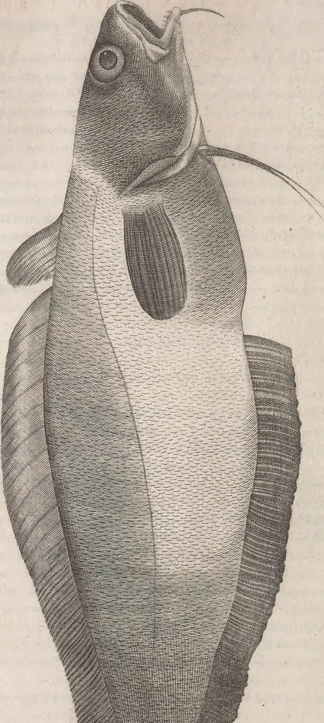 An illustration from Aquatilium animalium historiae, liber primus : cum eorumdem formis, aere excusis, 1554, leaf 479