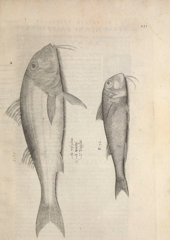 An illustration from Aquatilium animalium historiae, liber primus : cum eorumdem formis, aere excusis, 1554, leaf 488