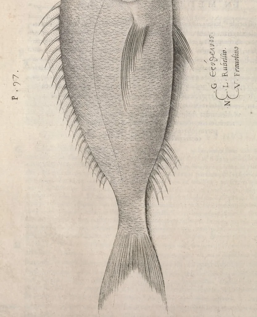 An illustration from Aquatilium animalium historiae, liber primus : cum eorumdem formis, aere excusis, 1554, leaf 495