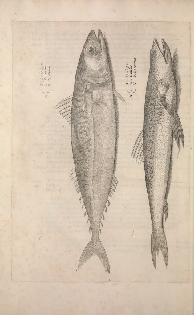 An illustration from Aquatilium animalium historiae, liber primus : cum eorumdem formis, aere excusis, 1554, leaf 499