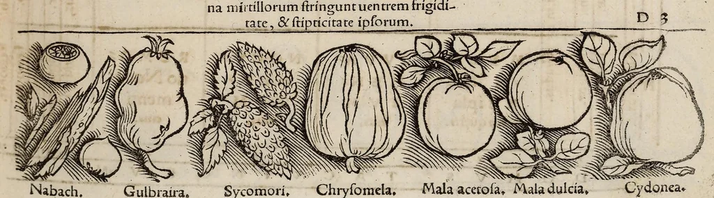 An illustration from Tacuini sanitatis, 1531, leaf 42