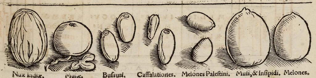 An illustration from Tacuini sanitatis, 1531, leaf 44