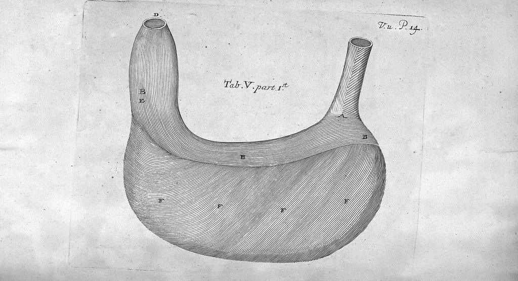 An illustration from Dr Willis's practice of physick, being the whole works of that renowned and famous physician..., 1684, leaf 481