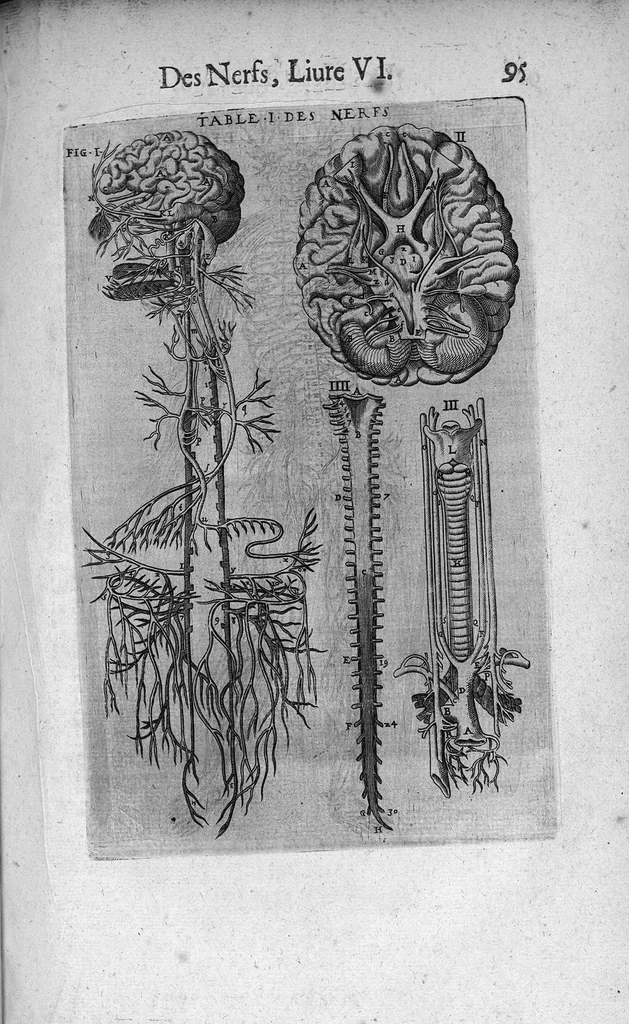 An illustration from Les Oeuvres de chirurgie de Jacques Guillemeau, chirurgien ordinaire du Roy et Juré à paris, divisées en treize livres. Avec les Portraicts & Figures Anatomiques de toutes les parties du corps humain. Et des Instrumens necessaires au Chirurgien. Derniere edition, 1602, leaf 108