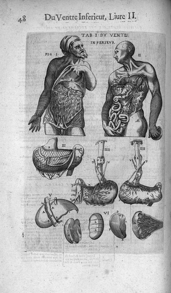 An illustration from Les Oeuvres de chirurgie de Jacques Guillemeau, chirurgien ordinaire du Roy et Juré à paris, divisées en treize livres. Avec les Portraicts & Figures Anatomiques de toutes les parties du corps humain. Et des Instrumens necessaires au Chirurgien. Derniere edition, 1602, leaf 61