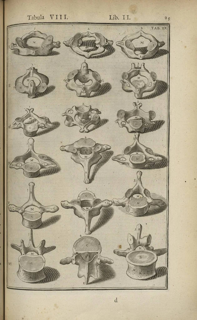 An illustration from Adriani Spigelii Bruxellensis Opera quae extant, omnia, ex recensione Ioh. Antonidae Vander Linden, 1645, leaf 368