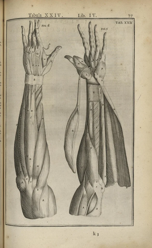 An illustration from Adriani Spigelii Bruxellensis Opera quae extant, omnia, ex recensione Ioh. Antonidae Vander Linden, 1645, leaf 420