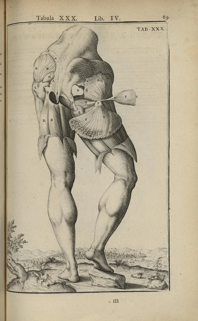 An illustration from Adriani Spigelii Bruxellensis Opera quae extant, omnia, ex recensione Ioh. Antonidae Vander Linden, 1645, leaf 432